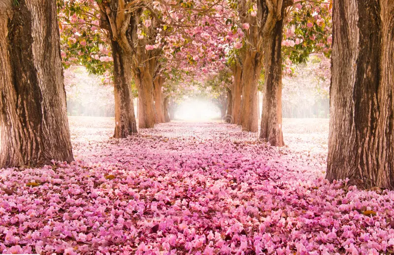 Cherry Blossom