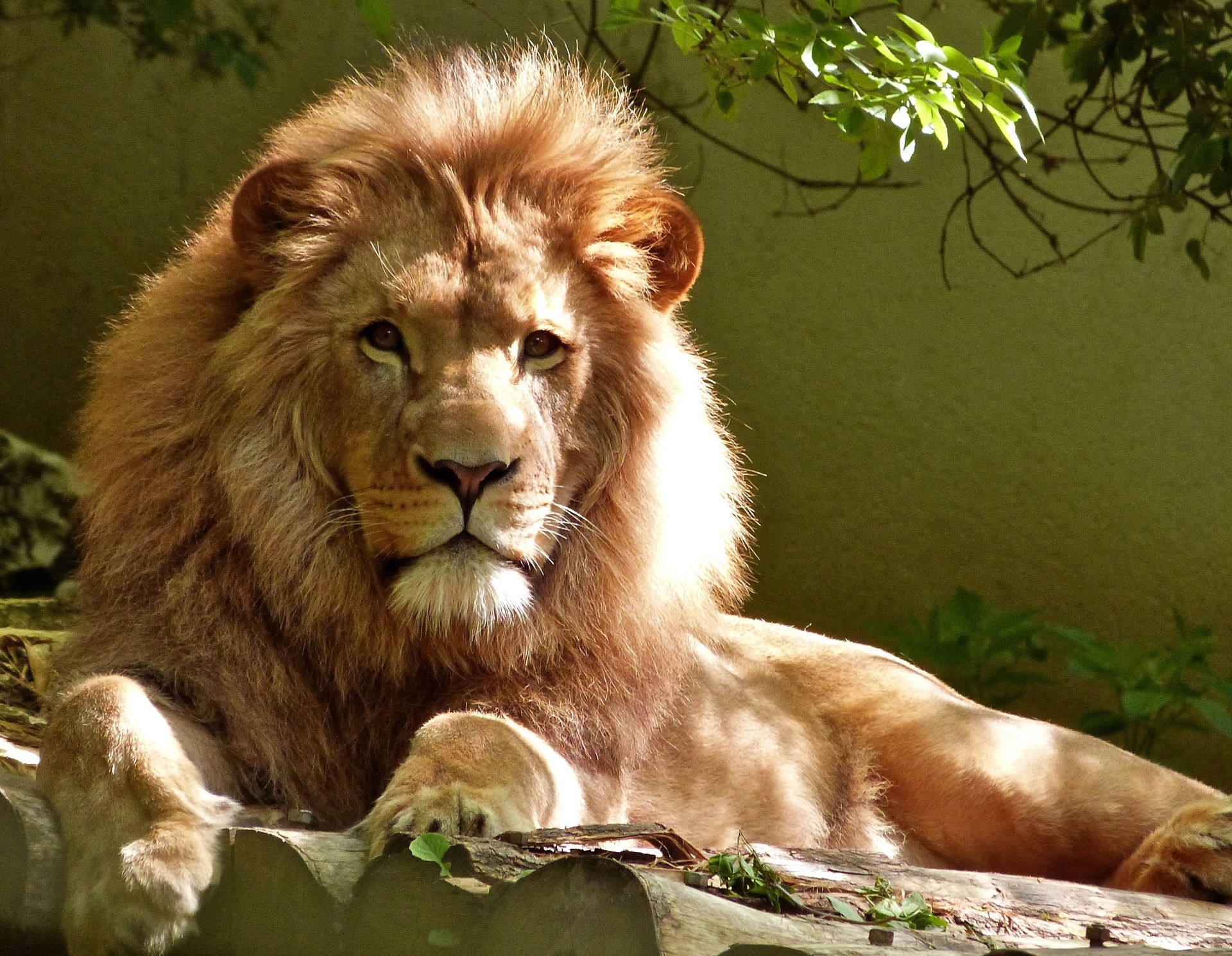 Lion