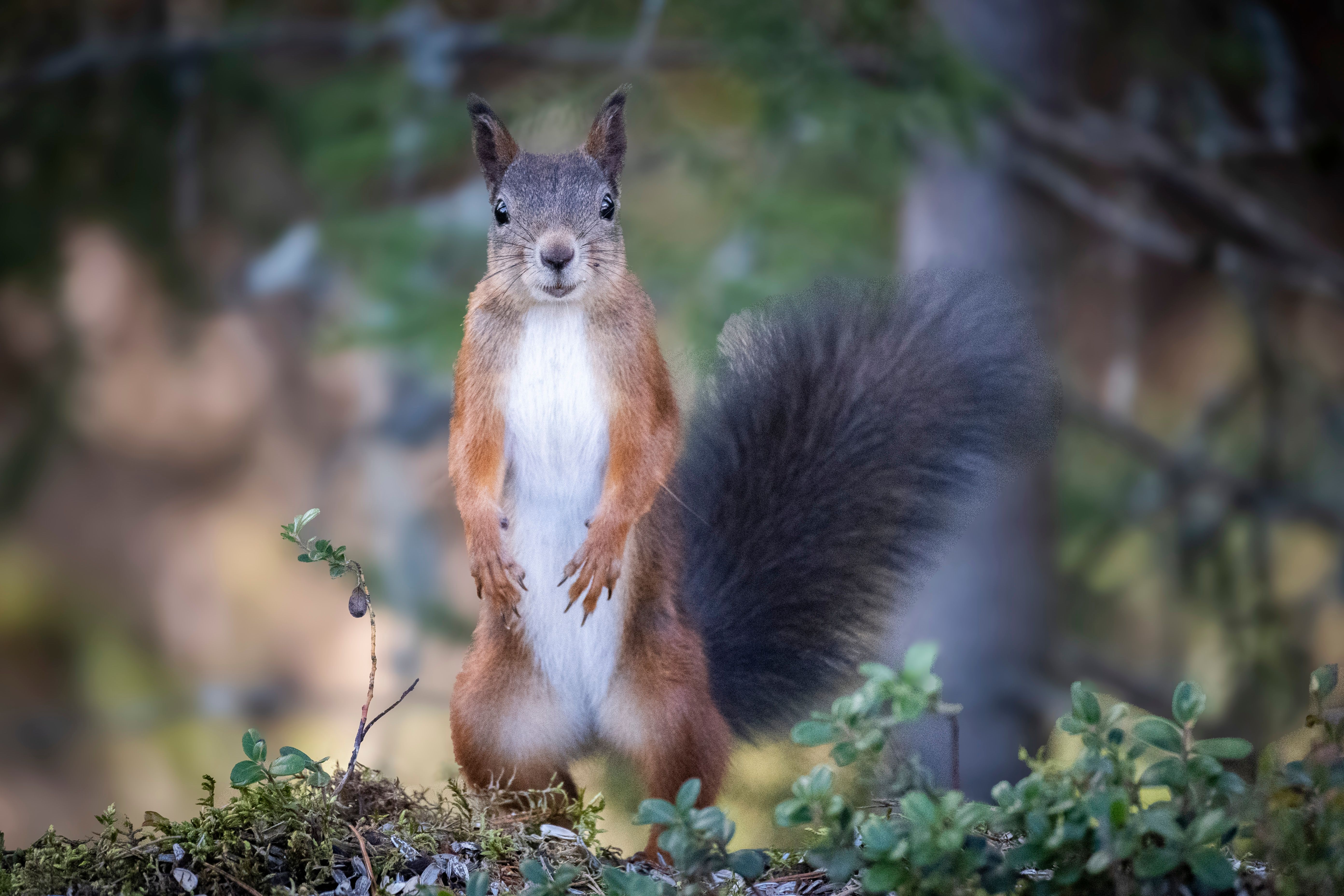Squirrel